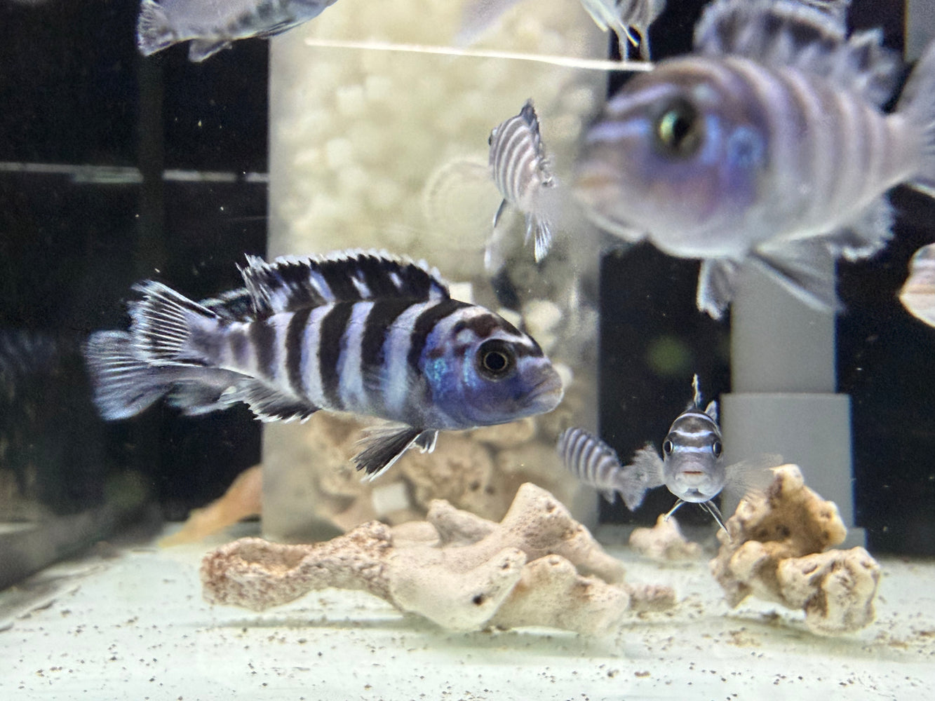 * Cichlids * Pseudotropheus Demasoni