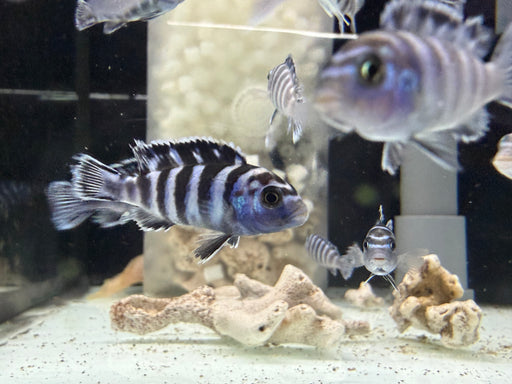 * Cichlids * Pseudotropheus Demasoni