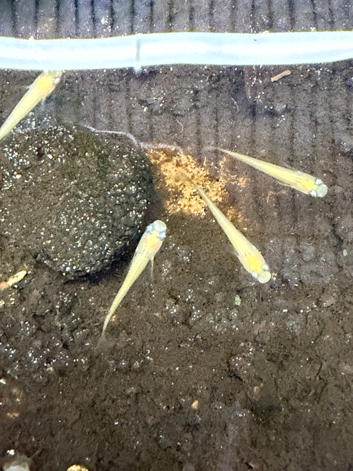 * Tetra * Himedaka Gold Medaka Ricefish