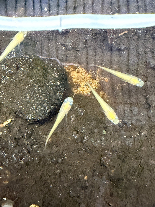 * Tetra * Himedaka Gold Medaka Ricefish