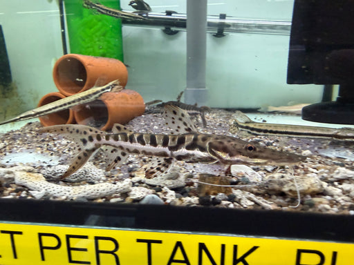 * Catfish *  Pseudoplatystoma fasciatum (Tiger shovelnose TSN) 5-10cm