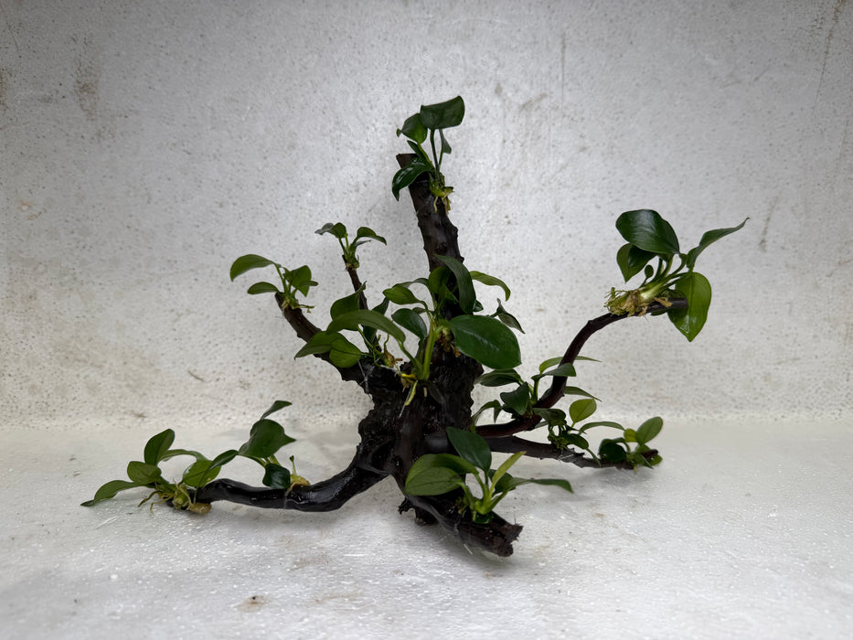 * Plants* Anubias Nana Bonsai #31