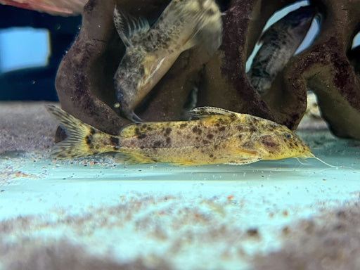 * Catfish *  Rhinodoras boehlkei (Fog Thorny Catfish) 6-8cm