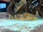 * Catfish *  Rhinodoras boehlkei (Fog Thorny Catfish) 6-8cm