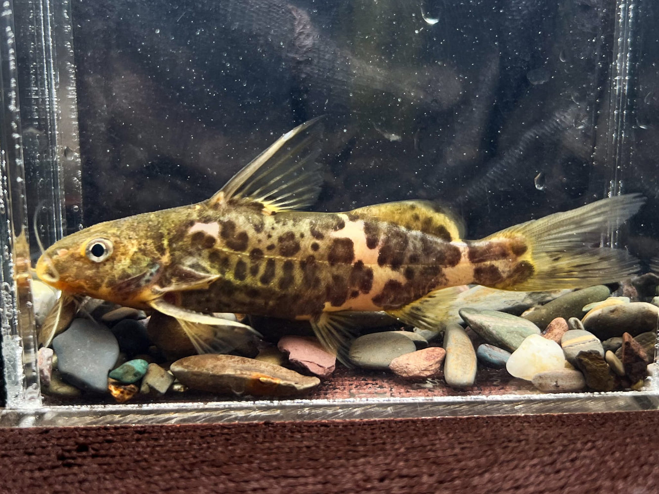 * Catfish *  Synodontis Serpentis (Tana Squeaker) 7-10cm