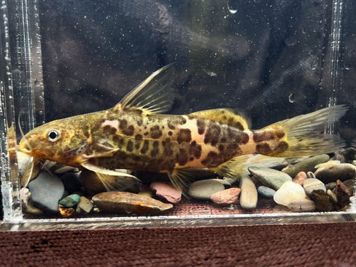 * Catfish *  Synodontis Serpentis (Tana Squeaker) 7-10cm