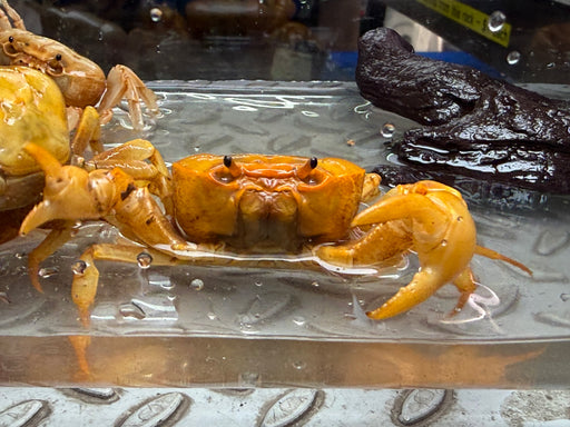 * Shrimps * Terrathelphusa Chilensis (Banana crab) 4-5cm