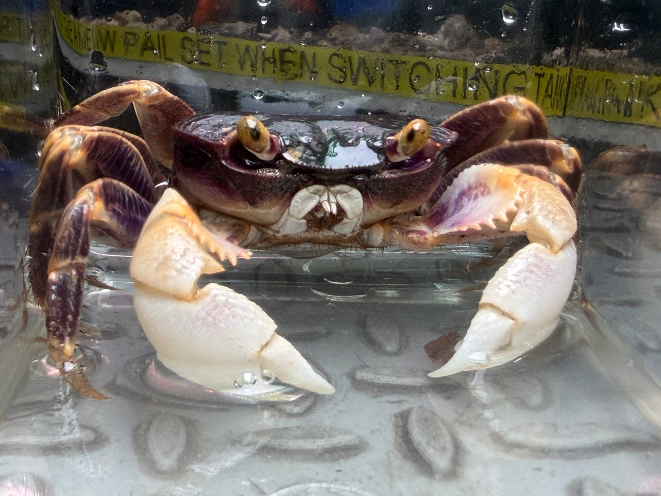 * Shrimps * Geograpsus Grayi (Purple back Shore crab) 8-9cm