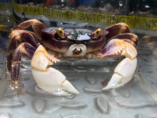 * Shrimps * Geograpsus Grayi (Purple back Shore crab) 8-9cm
