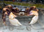 * Shrimps * Geograpsus Grayi (Purple back Shore crab) 8-9cm