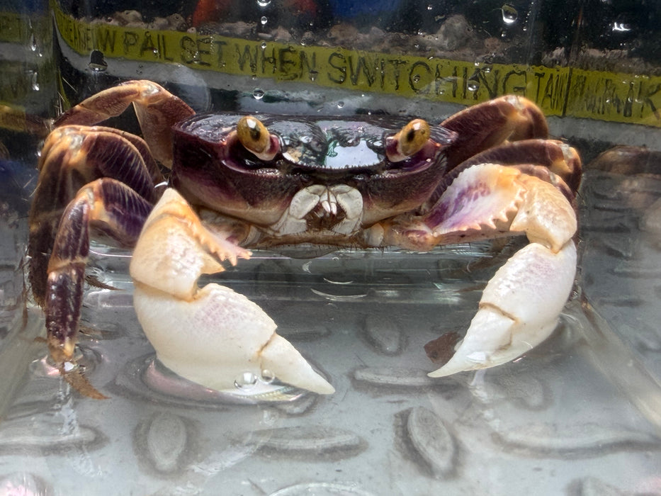 * Shrimps * Geograpsus Grayi (Purple back Shore crab) 8-9cm