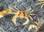 * Shrimps * Holthuisana cf. Lipkei (Fire Crab) 4-5cm