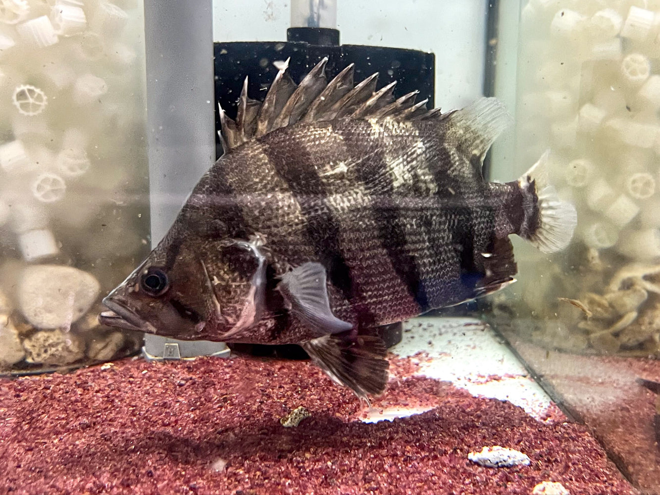 * Other Species * Datnioides polota (America Tiger AT) 16-18cm