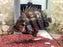 * Other Species * Datnioides polota (America Tiger AT) 16-18cm