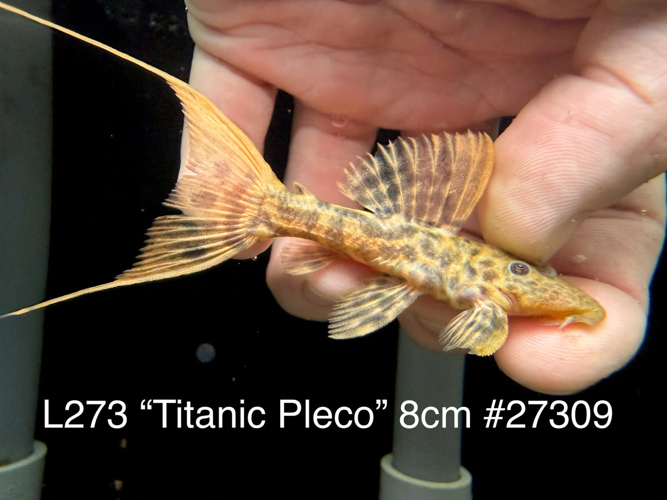 * Pleco * L273 Titanic Pleco 8cm #27309 (Actual piece)