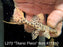 * Pleco * L273 Titanic Pleco 8cm #27310 (Actual piece)