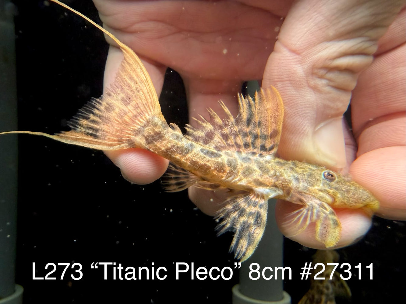 * Pleco * L273 Titanic Pleco 8cm #27311 (Actual piece)
