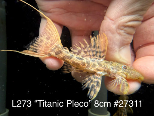 * Pleco * L273 Titanic Pleco 8cm #27311 (Actual piece)