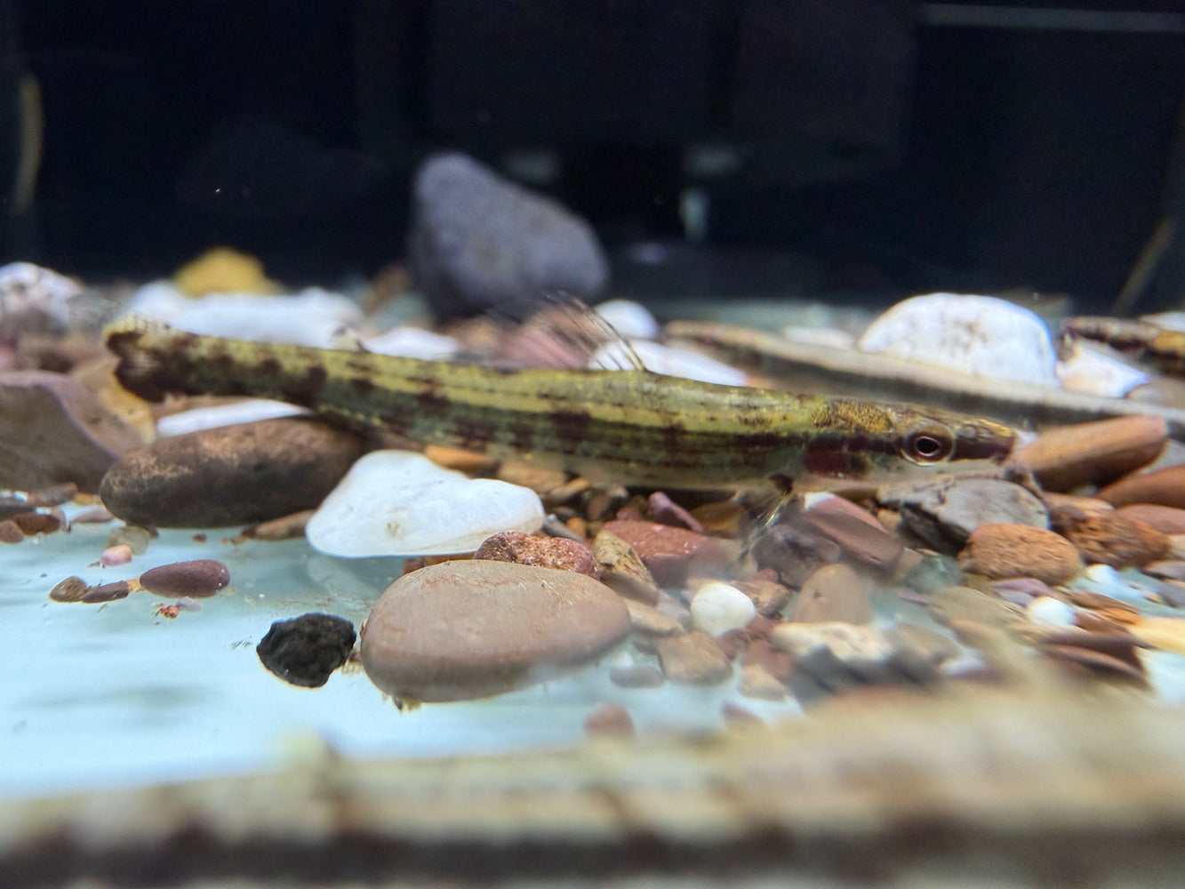 * Tetra * Ammocryptocharax Elegans (Green Darter Tetra)