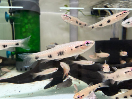 * Tetra  * Pyrrhulina Spilota (Cherry Splash Tetra)