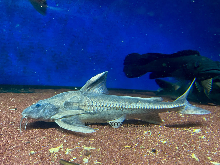 * Catfish *  Centrodoras brachiatus 30cm (Actual Fish)