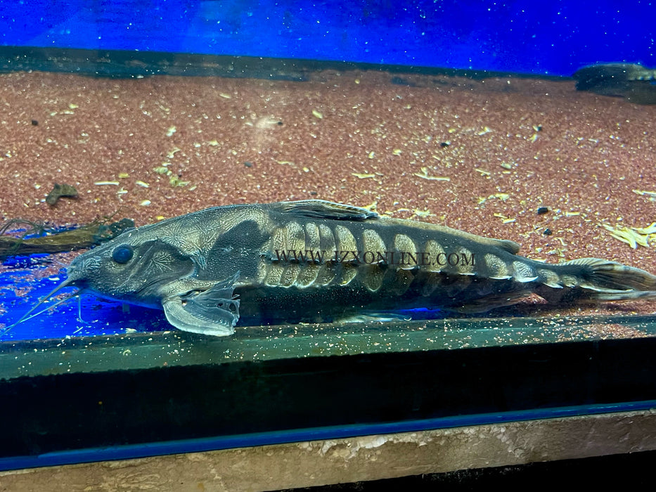 * Catfish * Megalodoras uranoscopus Irwini catfish "Peru" 30-35cm