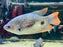 * Other Species * Osphronemus laticlavius (Giant red tail Gourami) 22-28cm