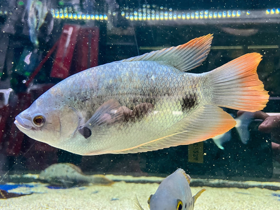 * Other Species * Osphronemus laticlavius (Giant red tail Gourami) 22-28cm