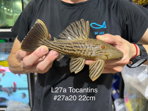 * Pleco *  Panaque armbrusteri (L27a Tocantins) 22cm #27A22 (Actual piece)