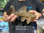* Pleco *  Panaque armbrusteri (L27a Tocantins) 22cm #27A22 (Actual piece)