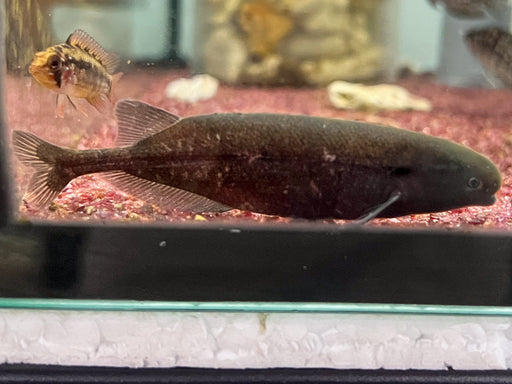 * Other Species * Brienomyrus cf. Longianalis (Baby Whalefish)