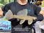 * Pleco *  Megalancistrus cf Barrae #MEGABAR07 30cm (Actual piece)
