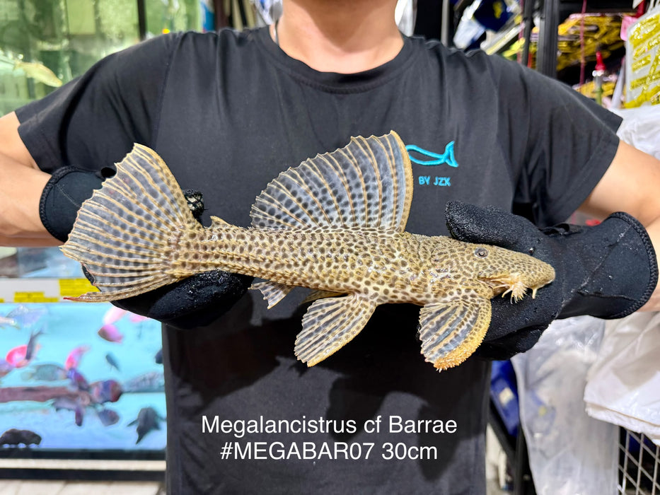 * Pleco *  Megalancistrus cf Barrae #MEGABAR07 30cm (Actual piece)