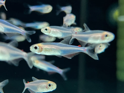 * Tetra * Knodus sp. “Red Adipose Fin”