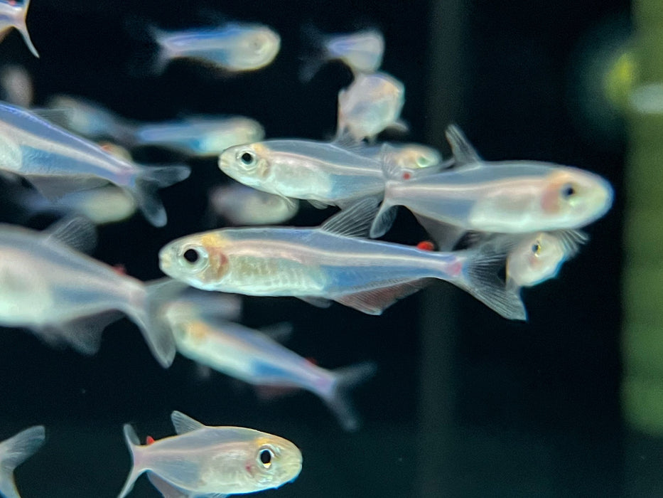 * Tetra * Knodus sp. “Red Adipose Fin”