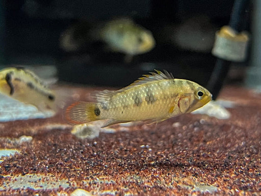 * Cichlids * Apistogramma sp. INKA II (German Bred)