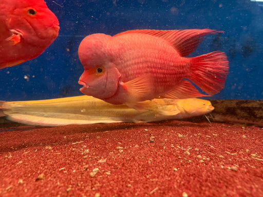 * Cichlids * King Kong Parrot (KKP) 30-35cm