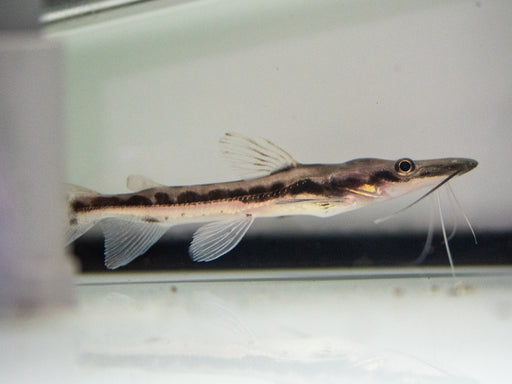 * Catfish *  Lima Catfish 8-10cm