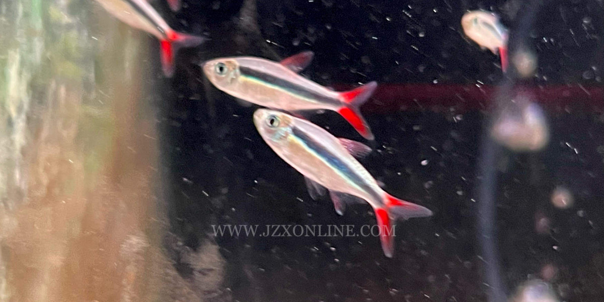 IMG-9415_1200x600_crop_center.