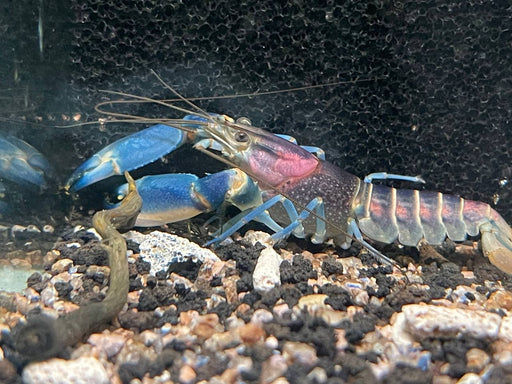 * Shrimps * Cherax sp. Violet