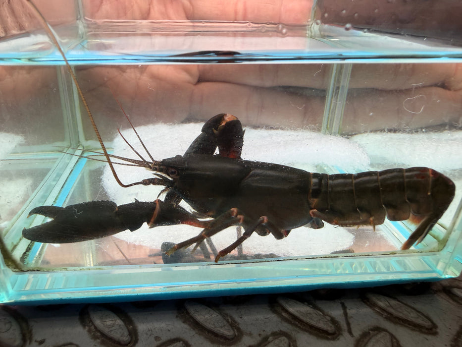 * Shrimps *  Cherax sp. Black Scorpion