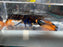 * Shrimps *  Cherax sp. Irianto Blue