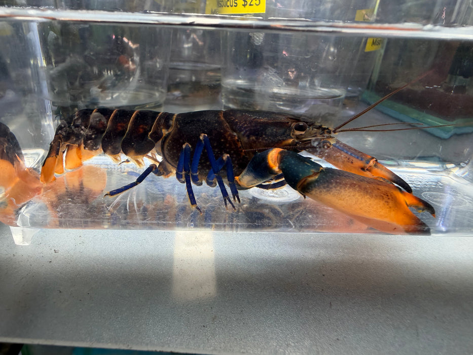 * Shrimps *  Cherax sp. Irianto Blue