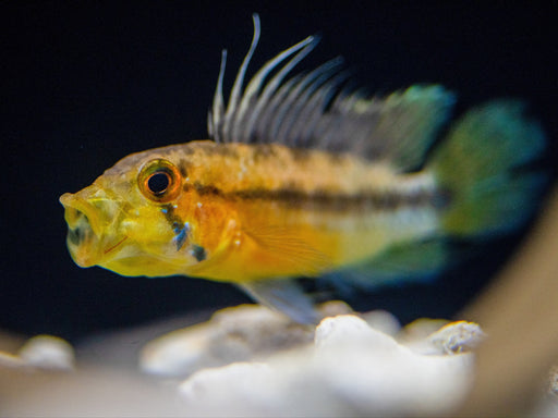 * Cichlids * Apistogramma atahualpa (A175) (Sunset Apisto)