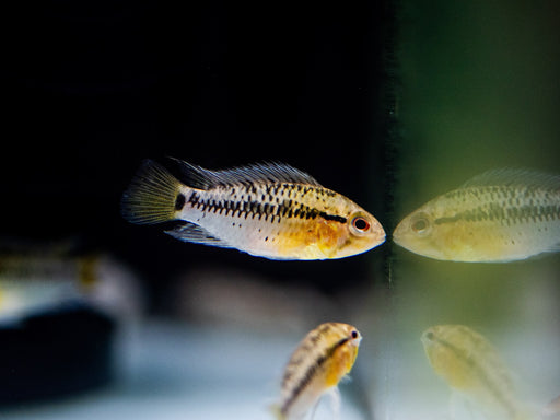 * Cichlids * Apistogramma guttata (A126)