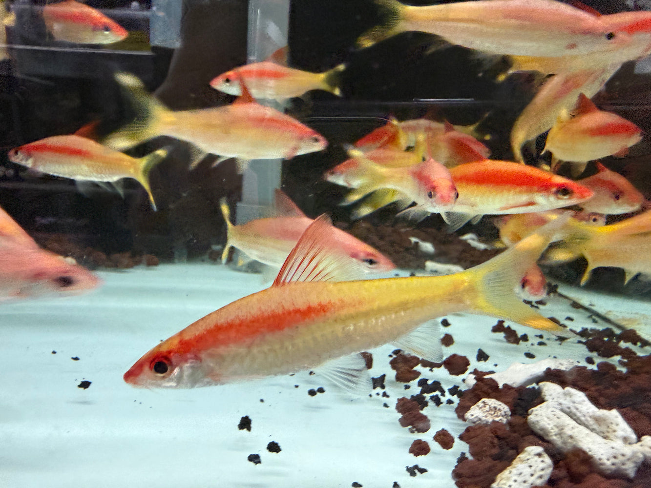 * Tetra/Barb  * Sahyadria denisonii "Xanthic" (Golden torpedo barb) 8-11cm