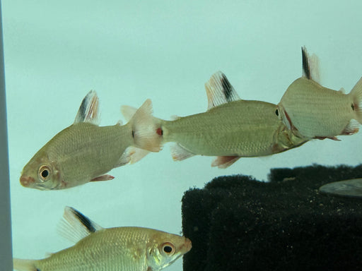 * Other Species * Distichodus Noboli (Watermelon Distichodus) 6-8cm