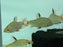 * Other Species * Distichodus Noboli (Watermelon Distichodus) 6-8cm