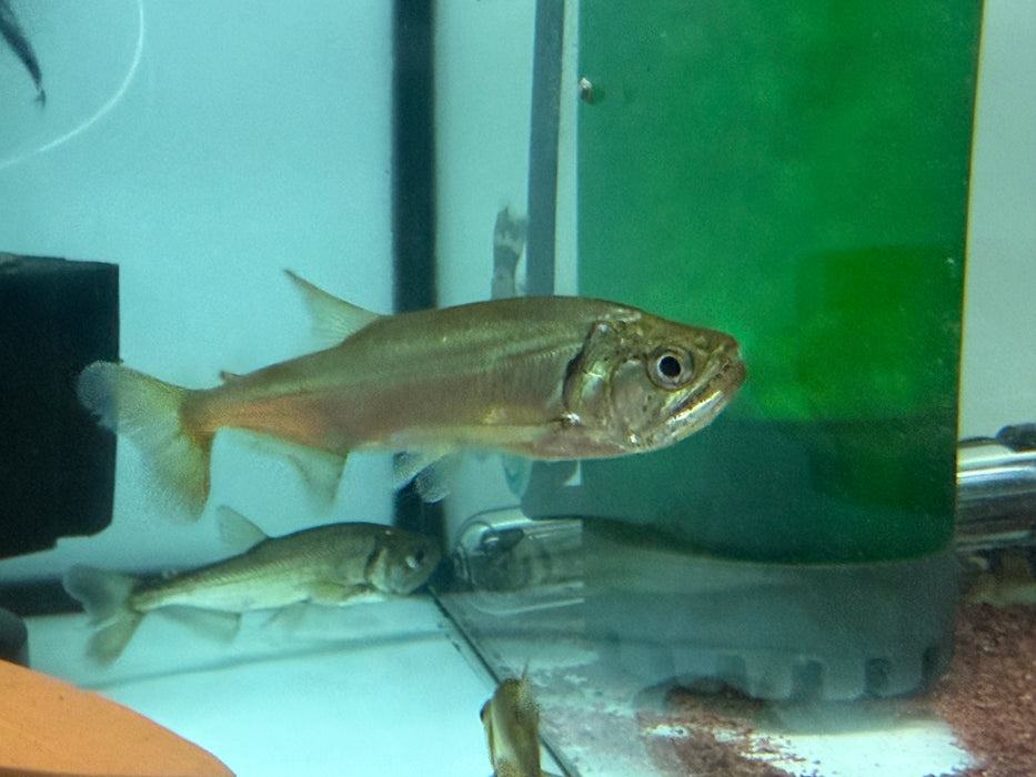 * Other Species * Hydrolycus armatus 7-10cm