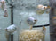 * Other Species * Balloon Marble Gourami